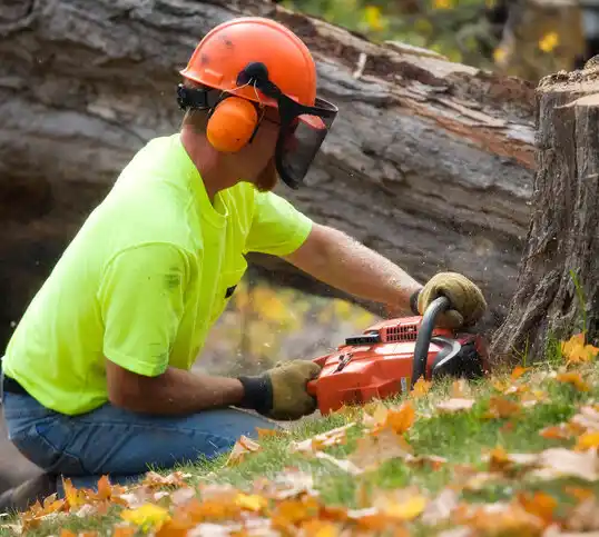 tree services Lake Fenton